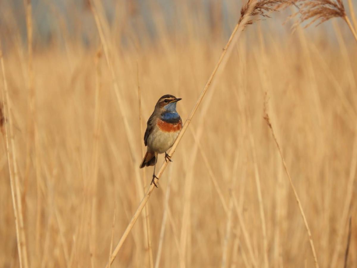 Gastenverblijf De Natureluur Noorden Kültér fotó
